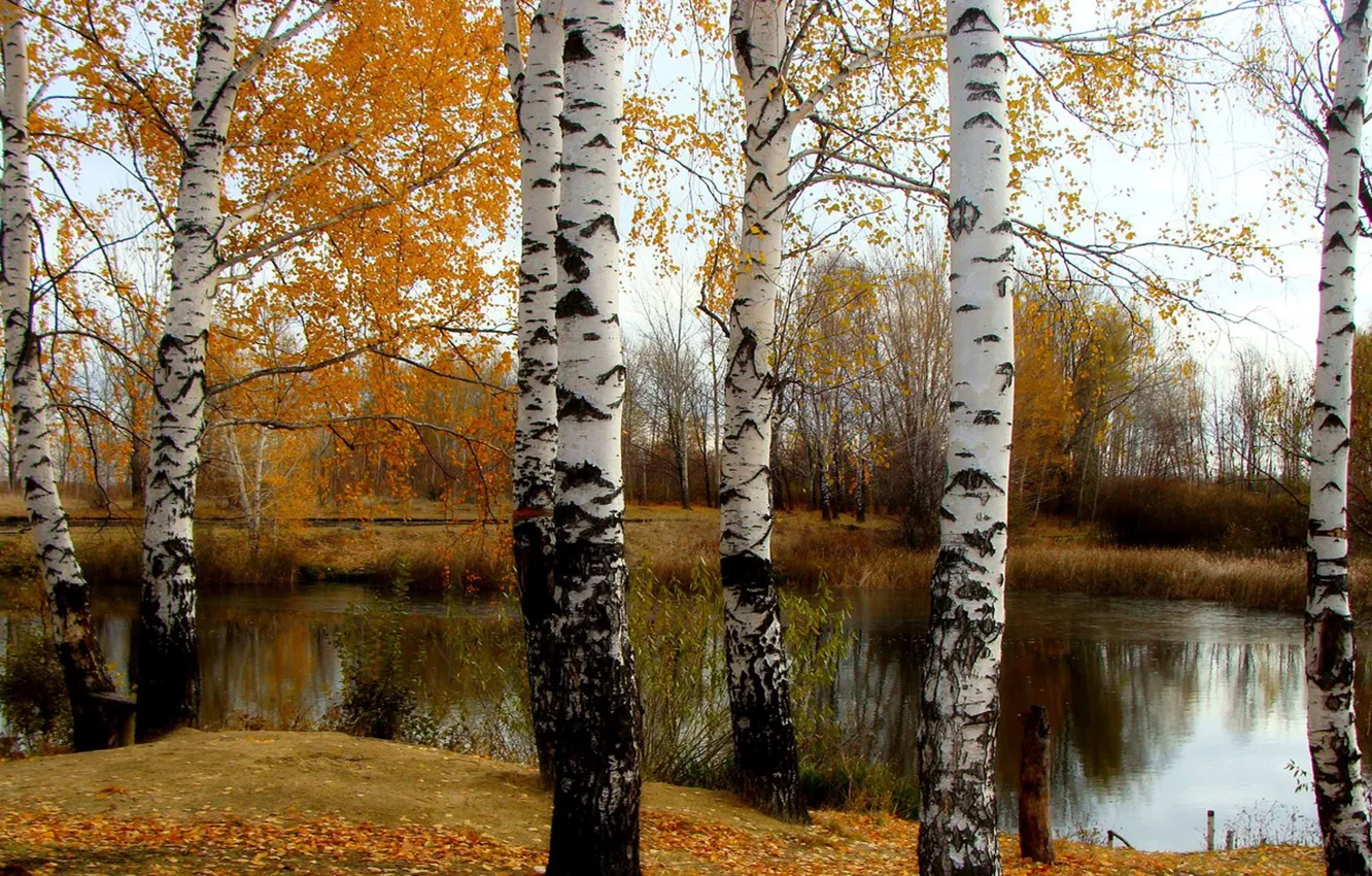 Photo wallpaper autumn, river, falling leaves, birch, author's photo by Elena Anikina, britmovie
