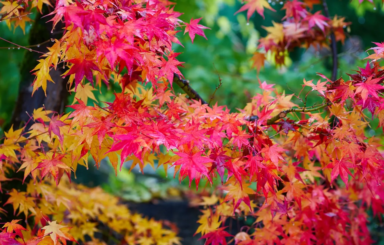 Photo wallpaper autumn, leaves, trees, bright, maple, crimson