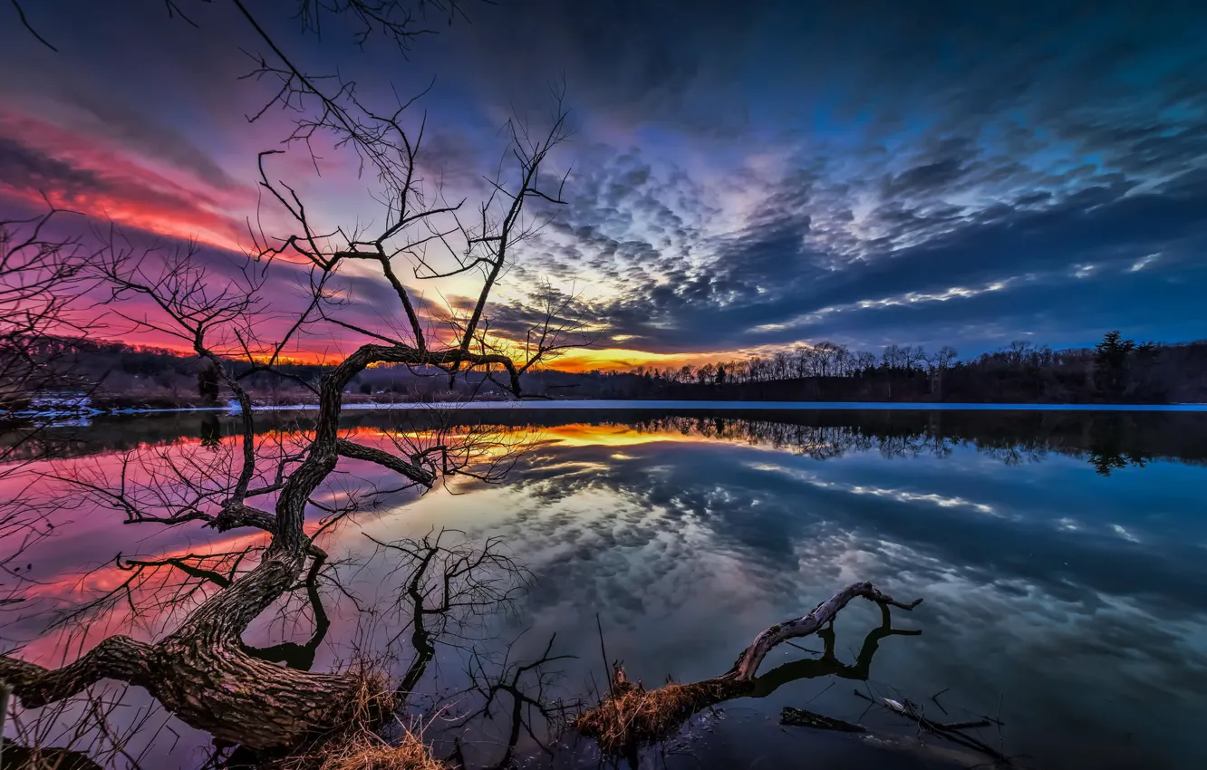 Photo wallpaper the sky, water, clouds, trees, landscape, sunset, branches, nature