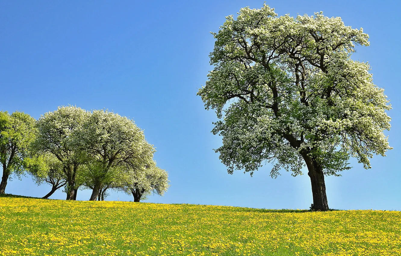 Photo wallpaper trees, flowers, glade, Nature, spring