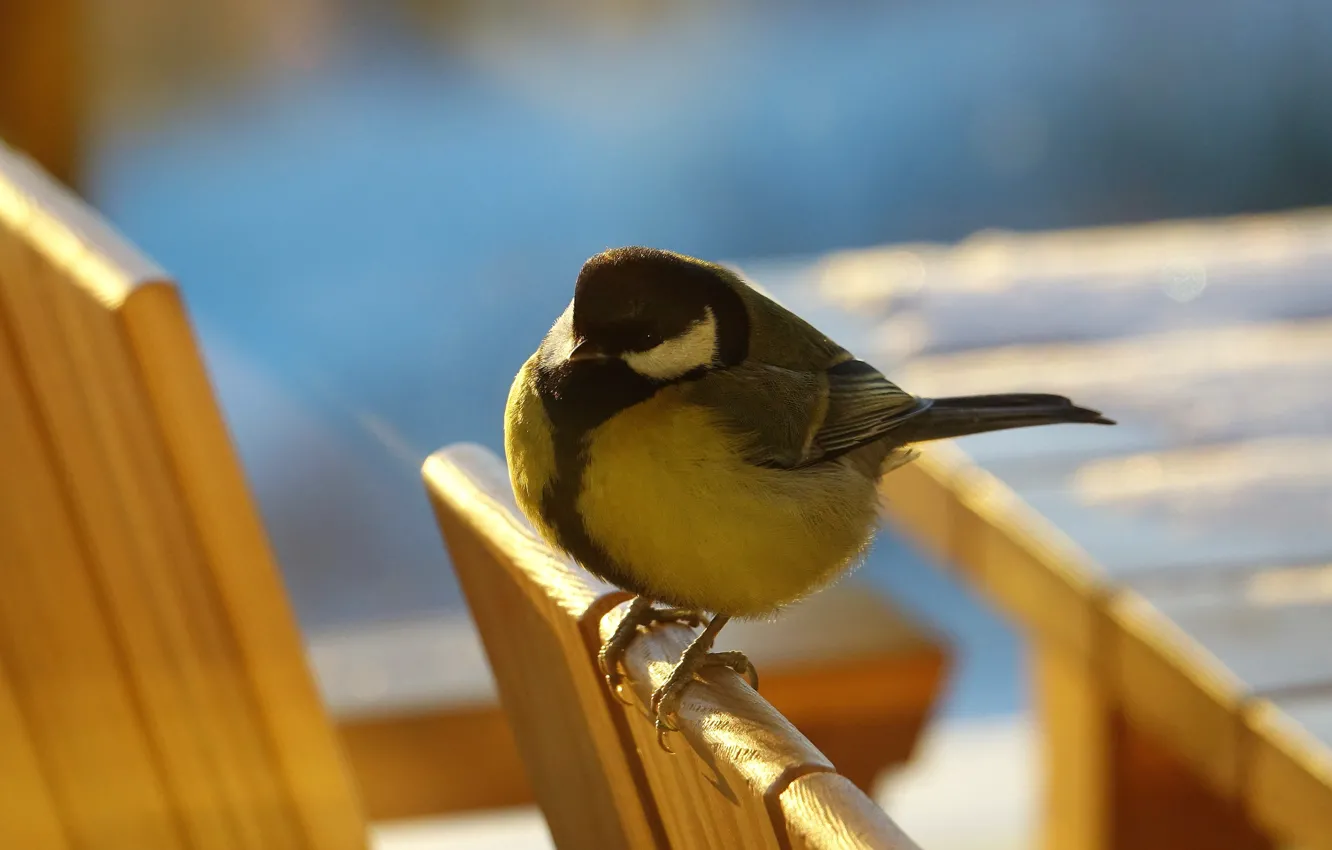 Photo wallpaper bird, Board, the fence, tit