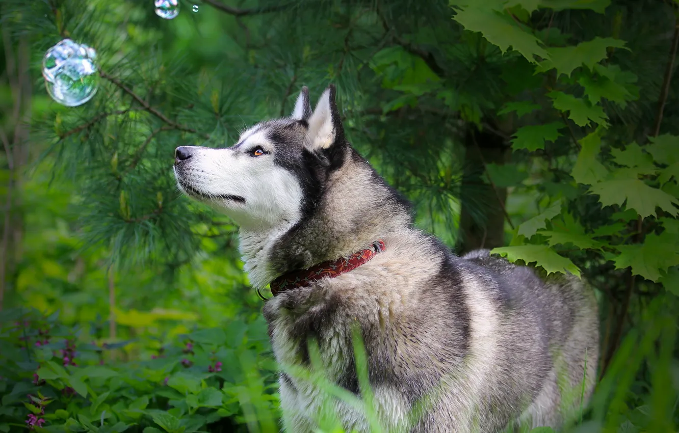 Photo wallpaper nature, dog, husky