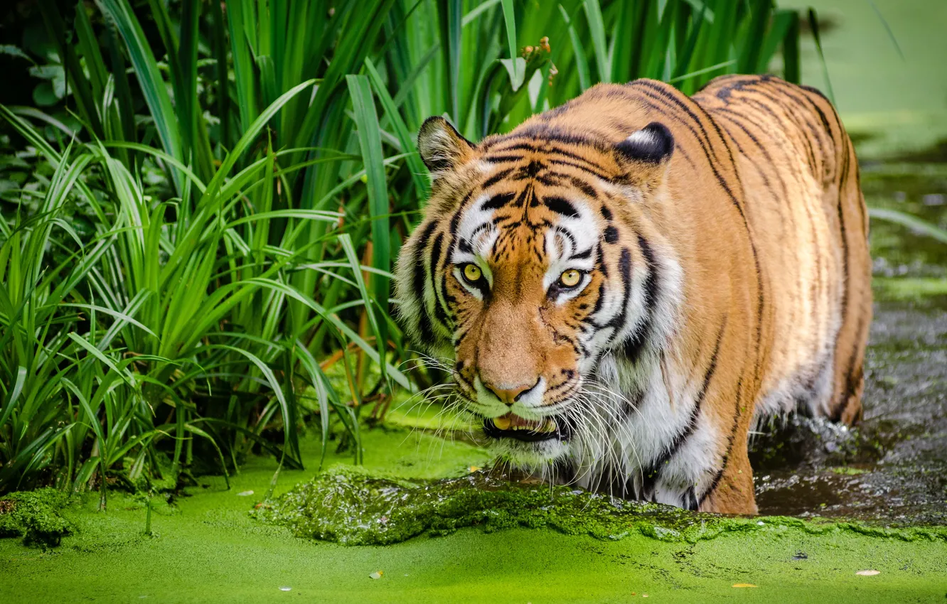 Photo wallpaper grass, tiger, bathing, pond