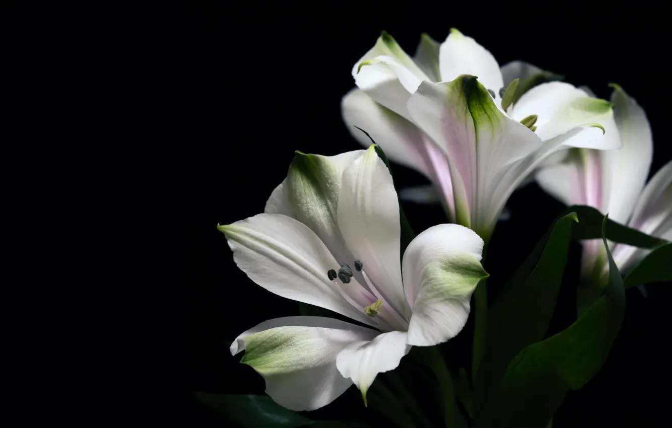 Photo wallpaper leaves, flowers, Lily, Lily, bouquet, white, black background, Alstroemeria
