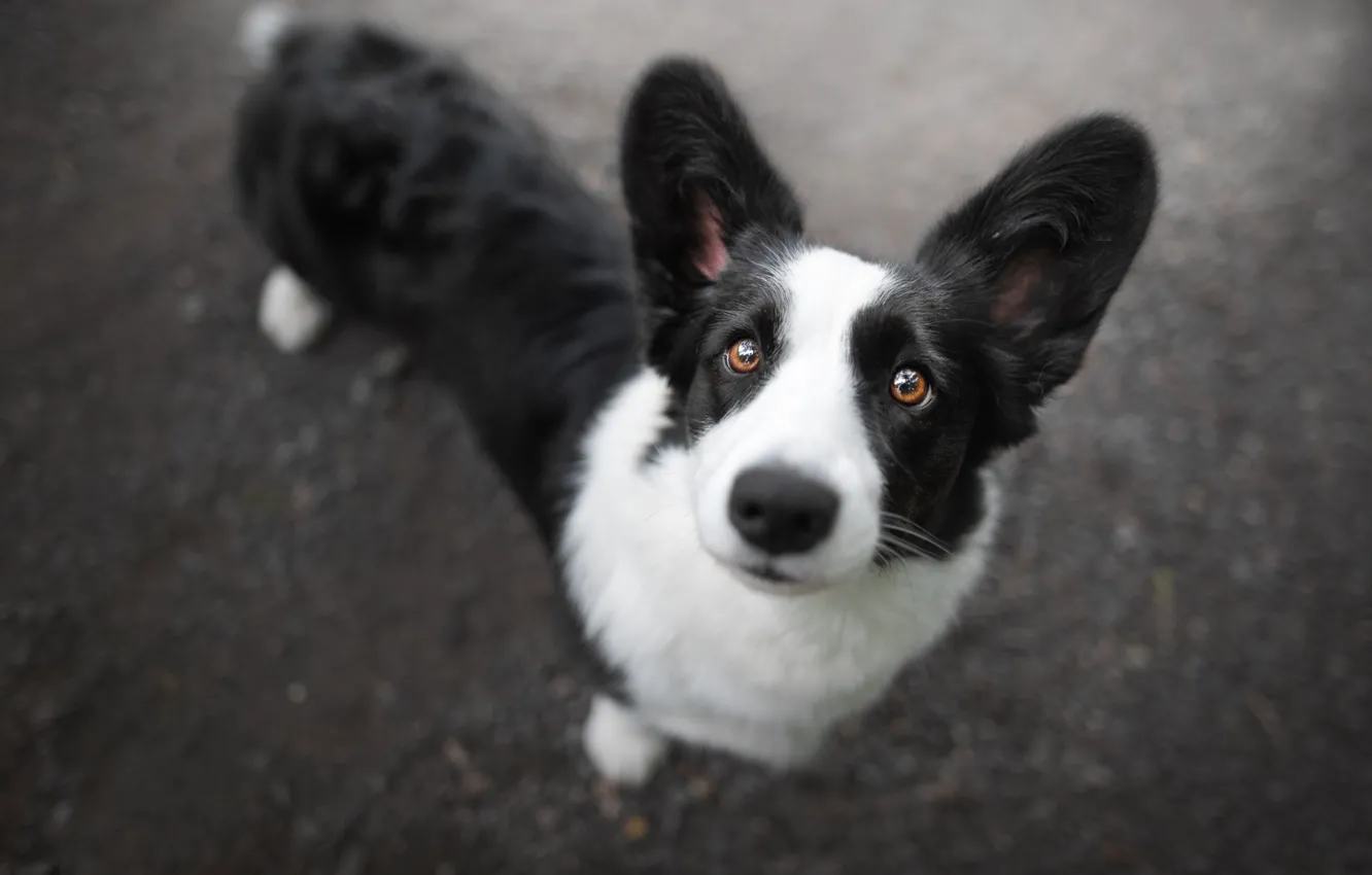 Photo wallpaper look, face, dog, ears, Welsh Corgi cardigan