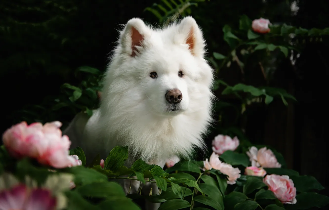 Photo wallpaper look, pose, dog, face, Samoyed