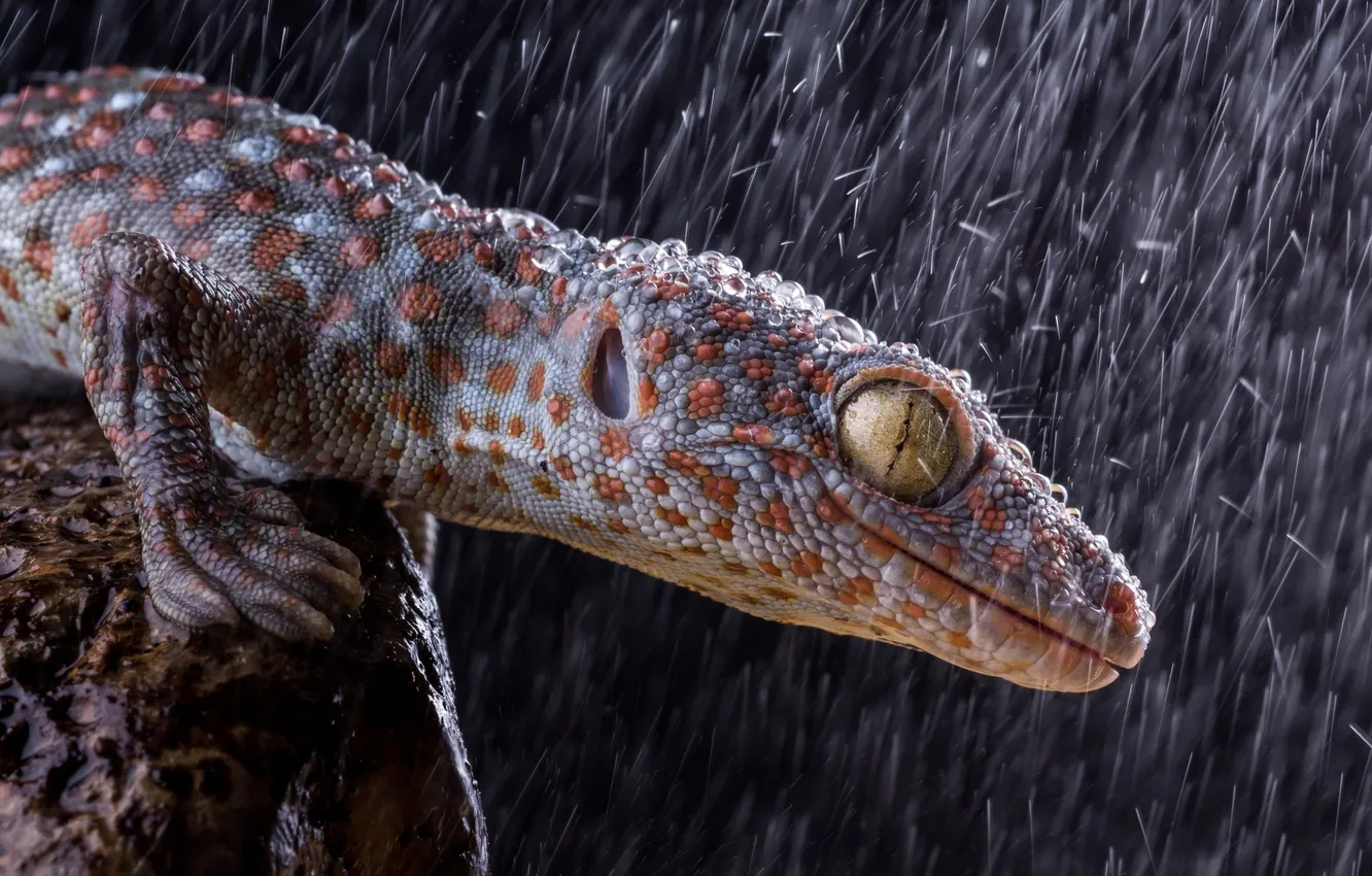 Photo wallpaper face, smile, rain, predator, lizard, hunting, rain, yellow