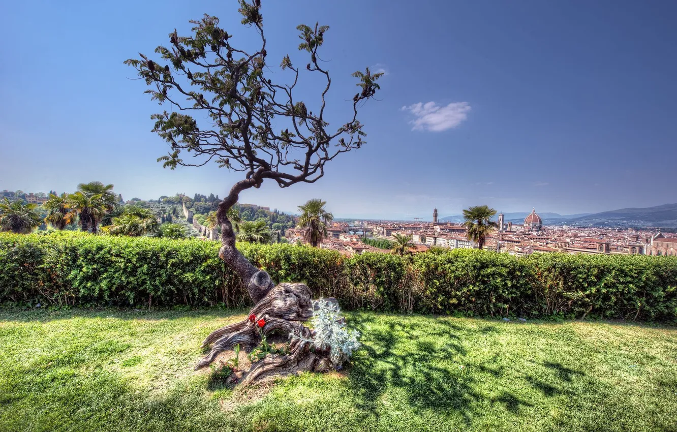 Photo wallpaper trees, the city, Italy, Florence, Italy, Florence