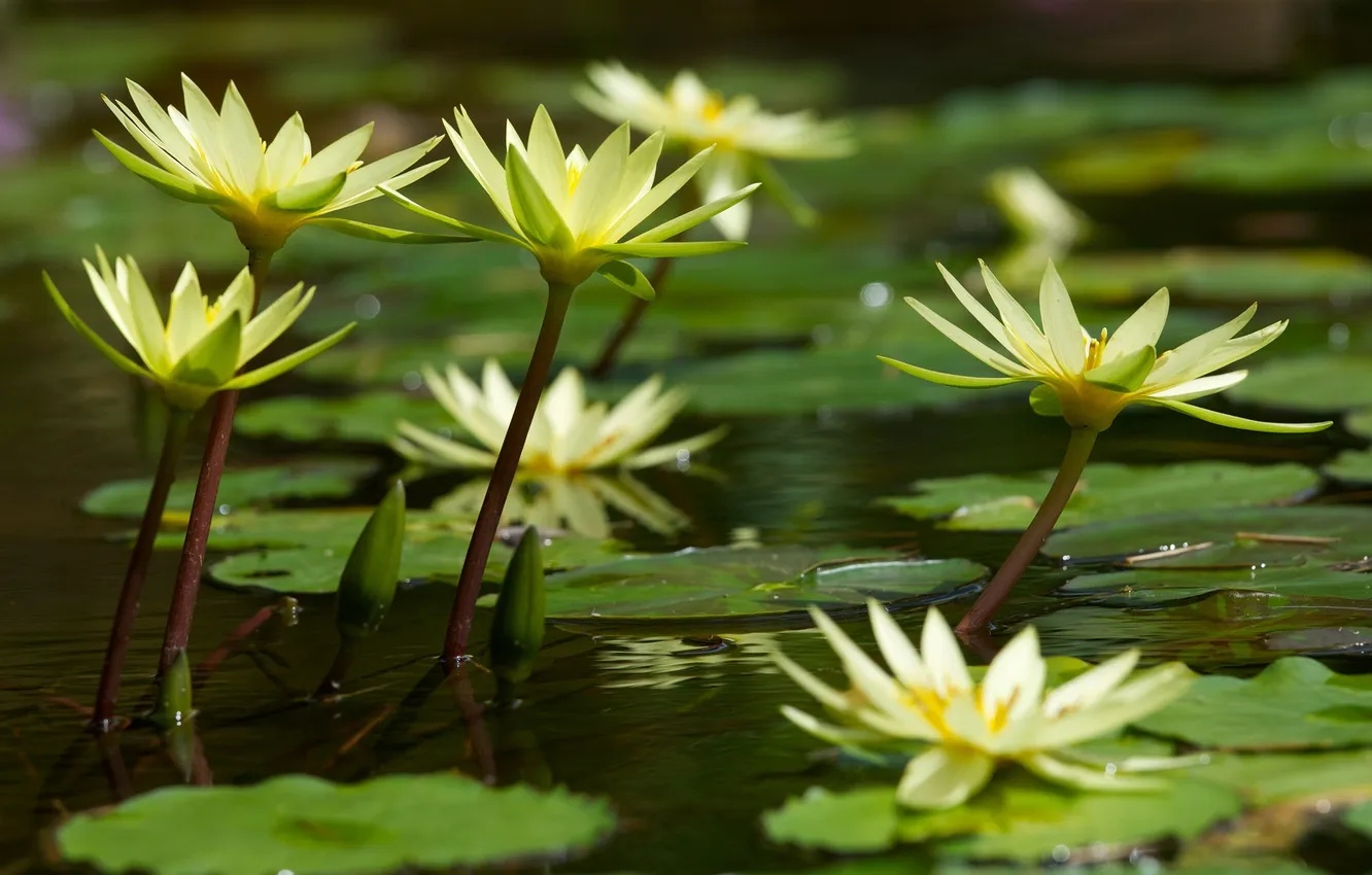 Photo wallpaper lake, leaf, water lilies