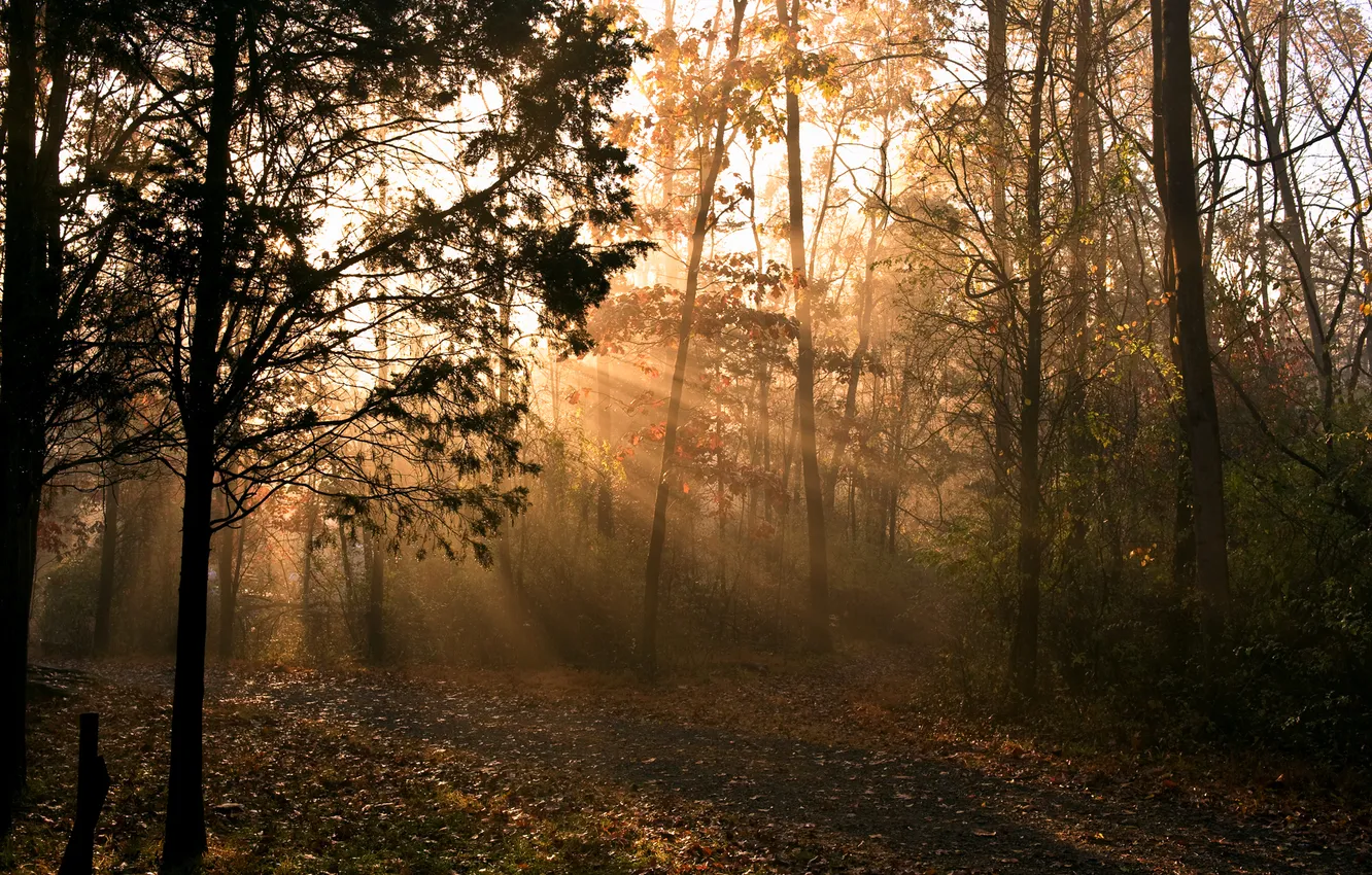 Photo wallpaper autumn, rays, light, nature, morning