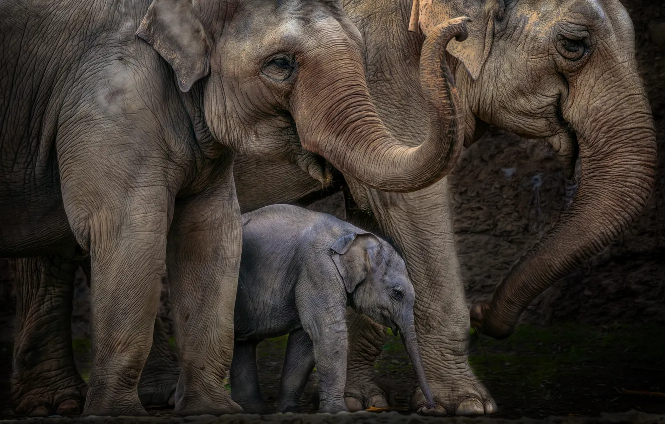 Photo wallpaper nature, background, elephant