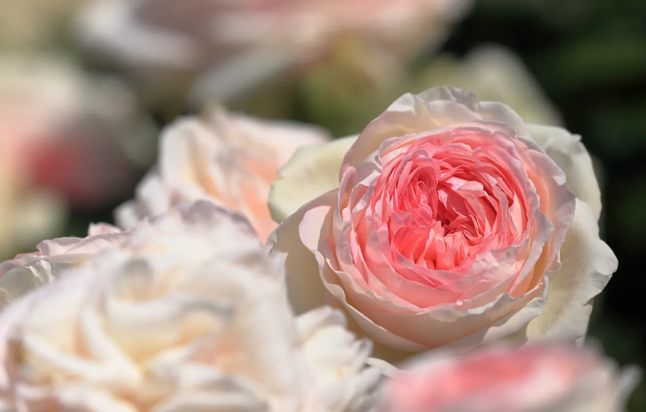 Photo wallpaper close-up, blur bokeh, rosebuds