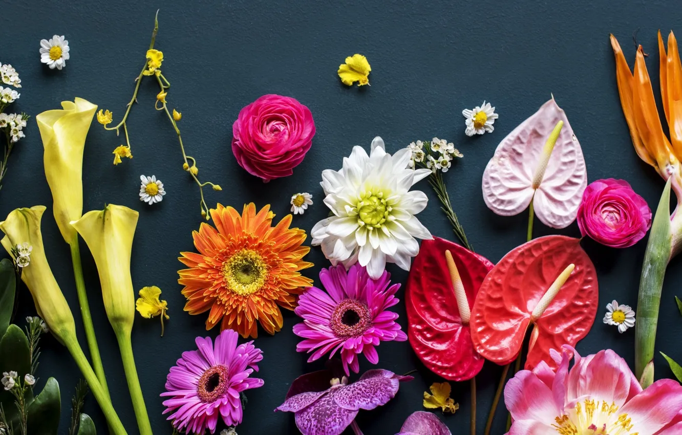 Photo wallpaper flowers, black background, different