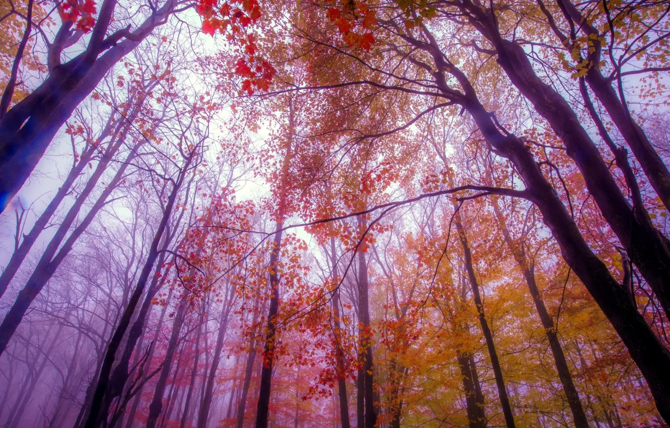 Photo wallpaper autumn, trees, branches, fog