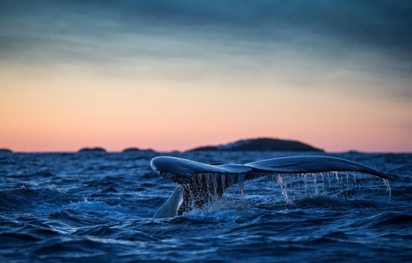 Photo wallpaper tail, The Atlantic ocean, humpback whale