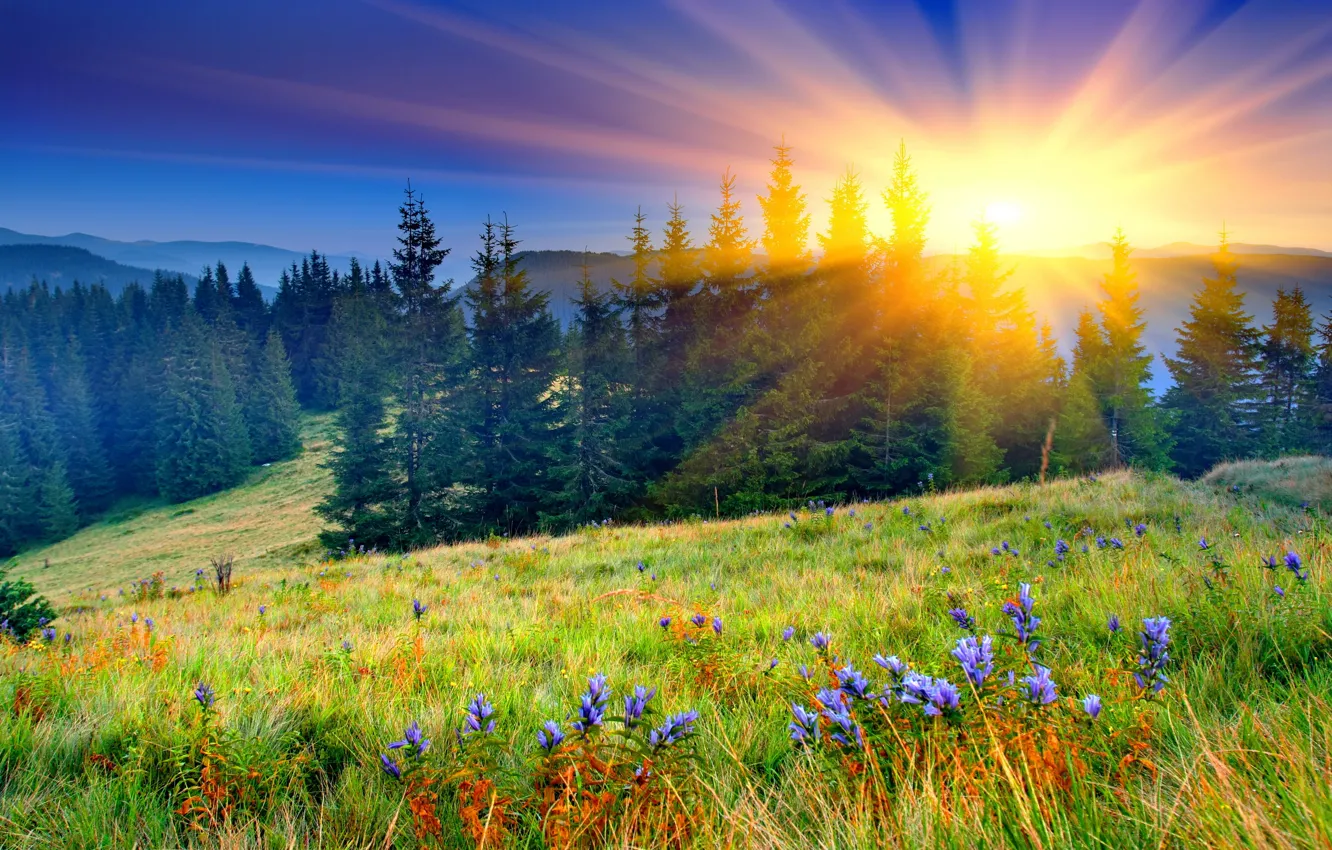 Photo wallpaper field, forest, the sun, flowers, mountains, nature