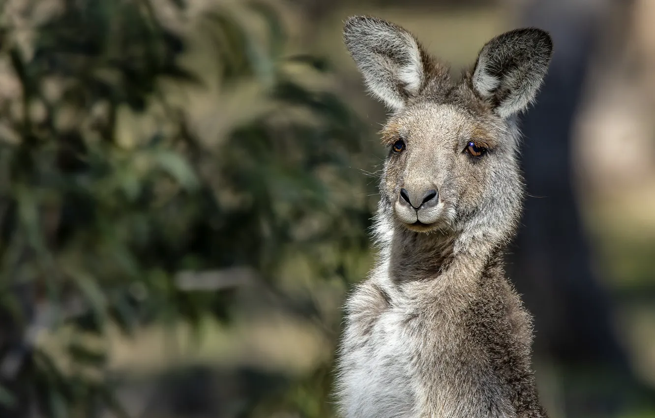 Photo wallpaper look, face, portrait, kangaroo, bokeh
