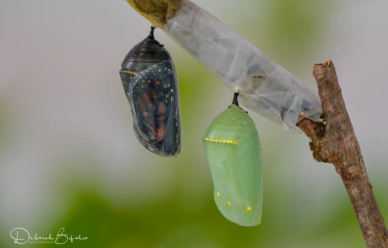 Photo wallpaper butterfly, sprig, cocoons