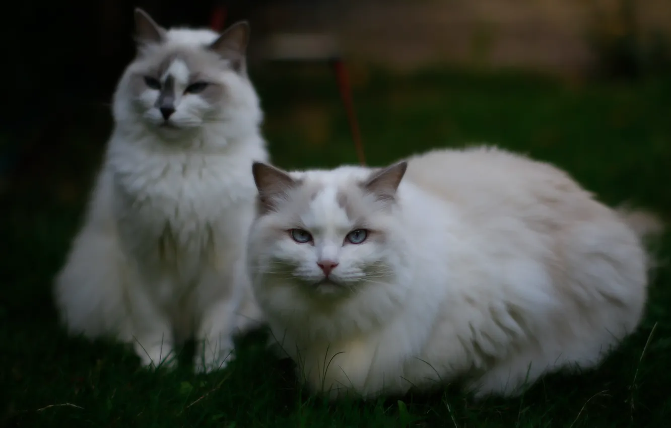 Photo wallpaper cat, grass, cat, look, nature, pair, blue-eyed