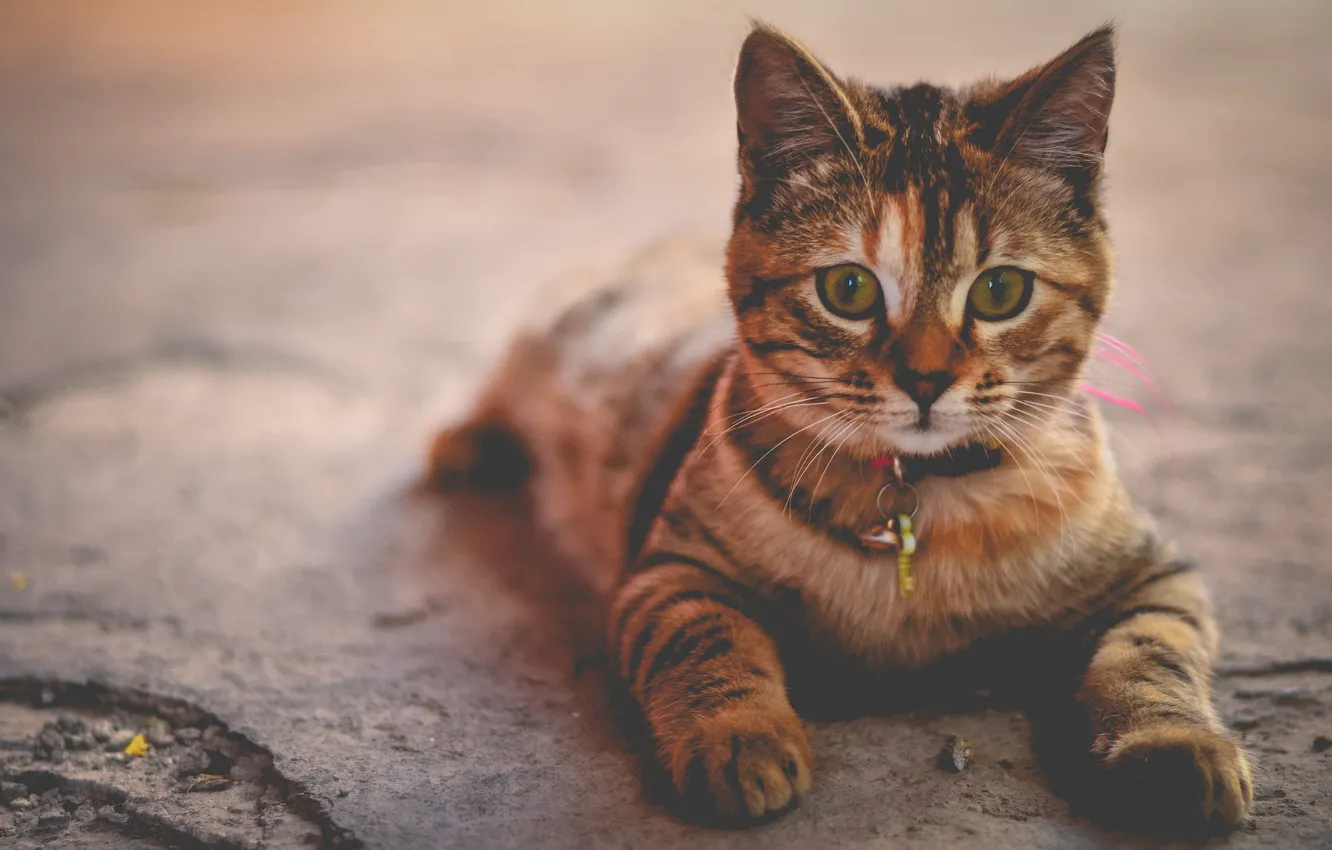 Photo wallpaper cat, look, lies, kitty
