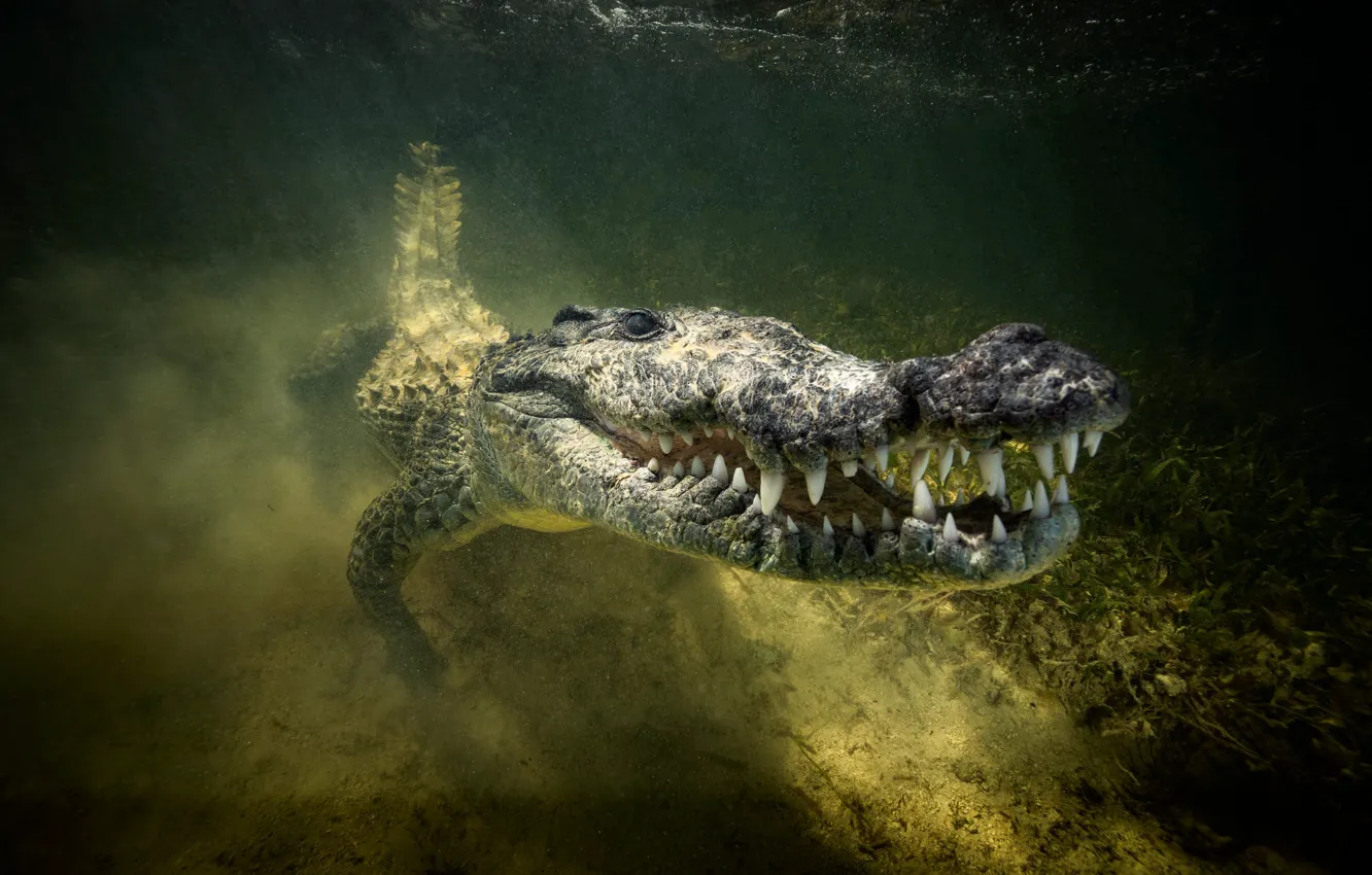 Photo wallpaper river, crocodile, mouth, swimming