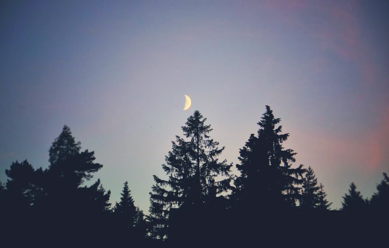 Photo wallpaper forest, trees, the moon