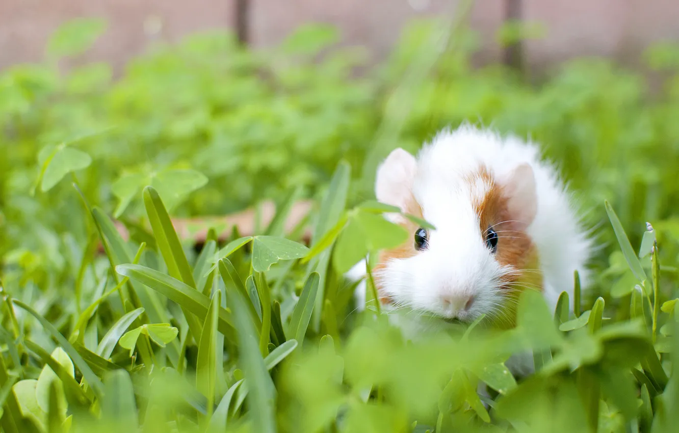 Photo wallpaper grass, Guinea pig, rodent
