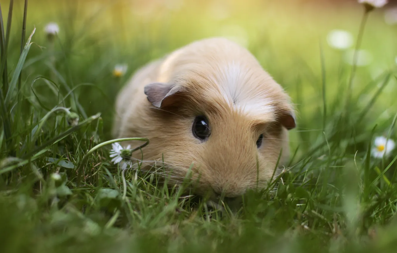 Photo wallpaper grass, animal, Guinea pig