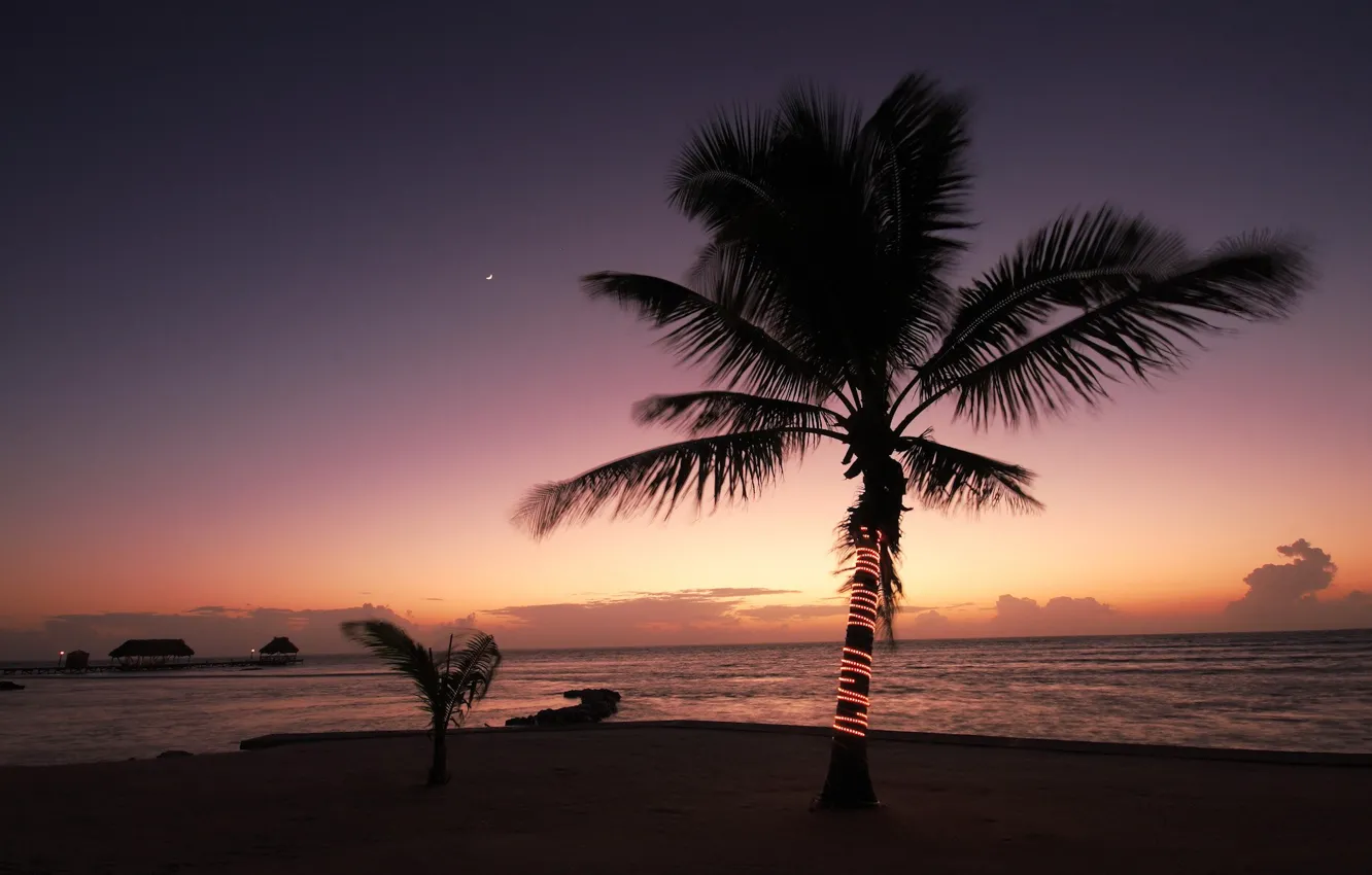 Photo wallpaper sea, palm trees, shore, the evening