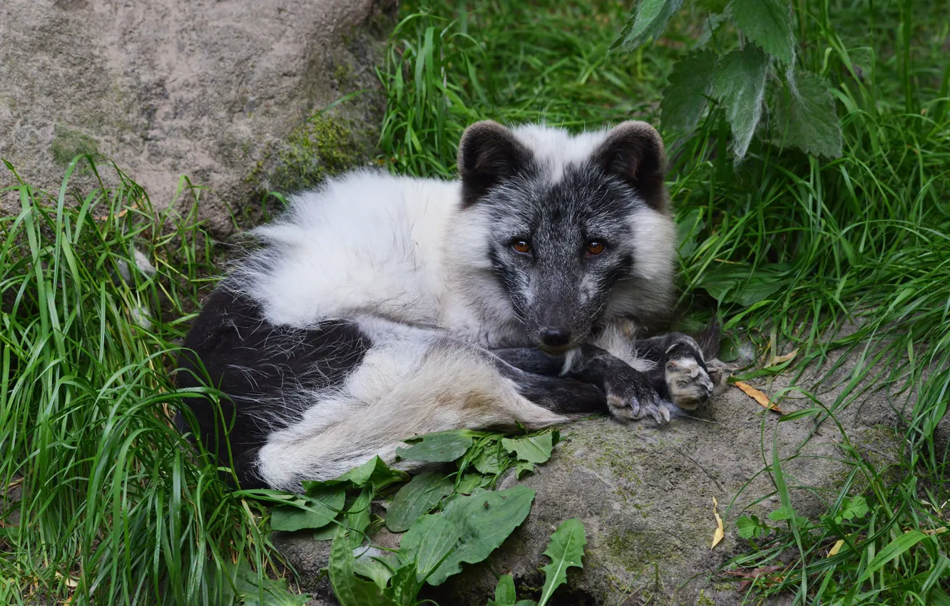 Photo wallpaper grass, look, face, nature, pose, stones, Fox, lies