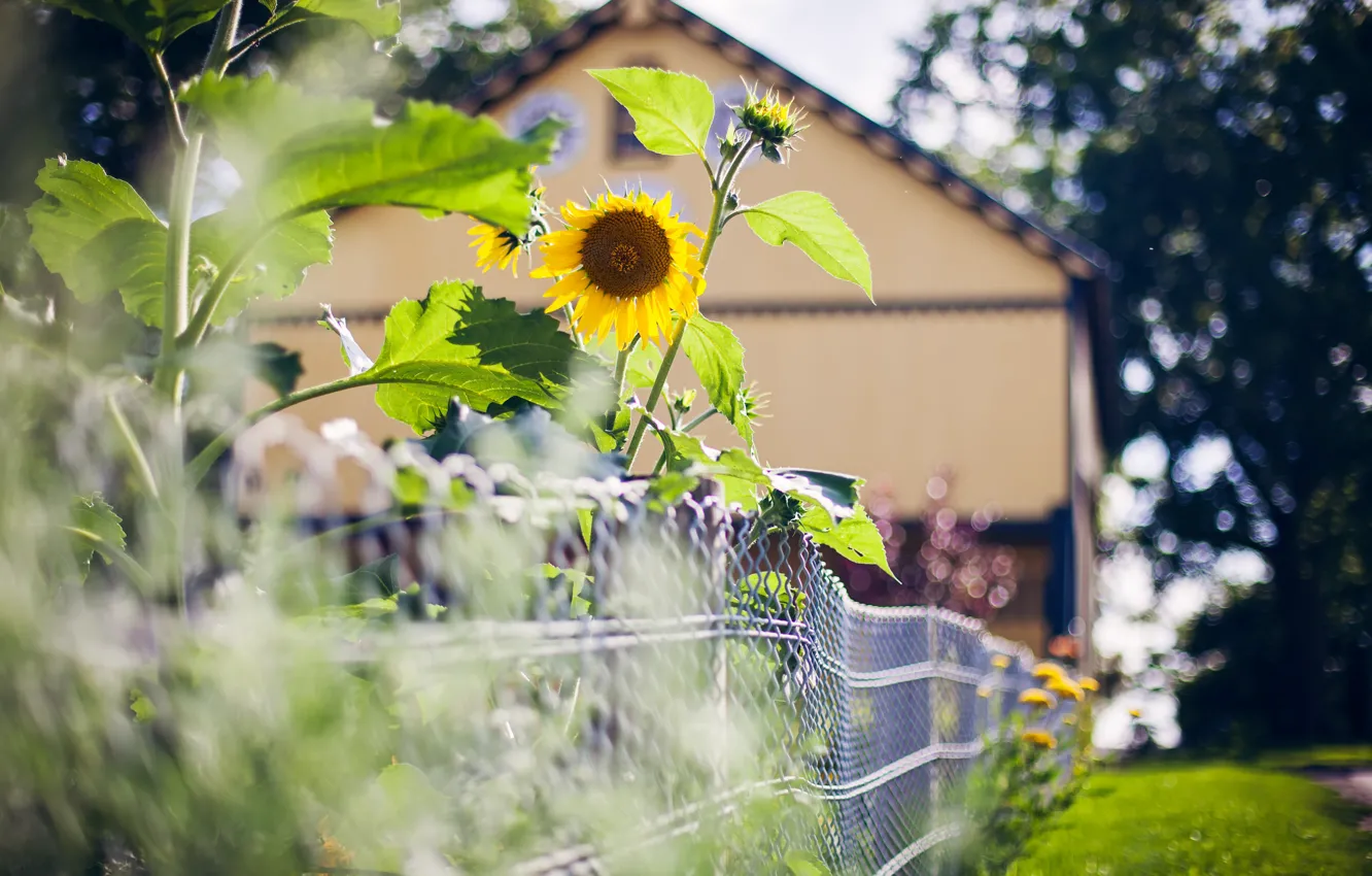 Photo wallpaper summer, house, the fence, sunflower