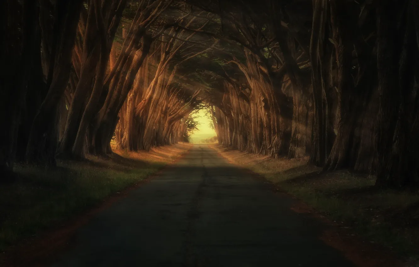 Photo wallpaper road, light, trees, nature