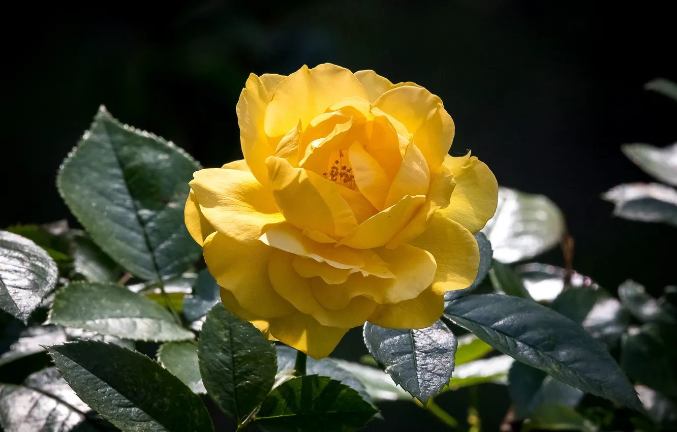 Photo wallpaper flower, yellow, Rose, flowering