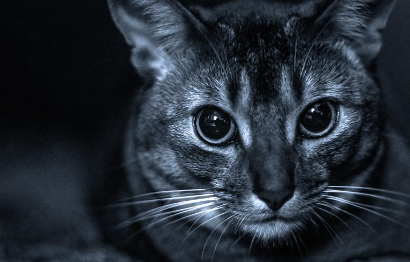 Photo wallpaper cat, eyes, mustache, look, Grey, sitting