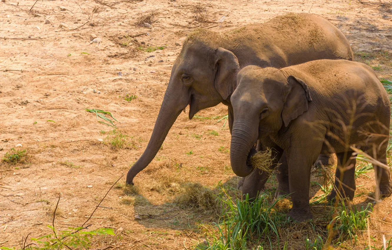 Photo wallpaper nature, elephant, pair