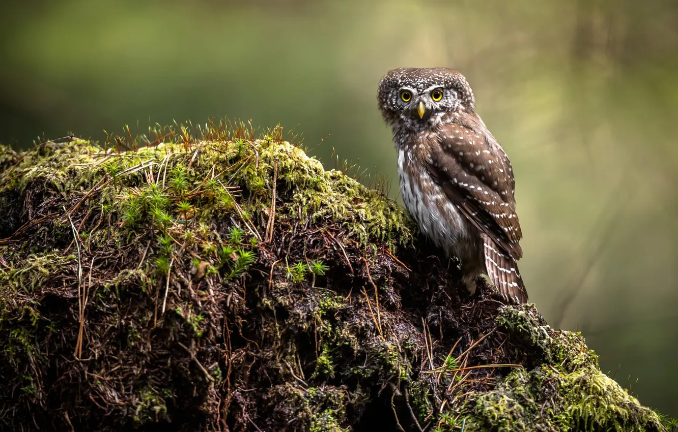 Photo wallpaper look, owl, bird, moss, owl, hill