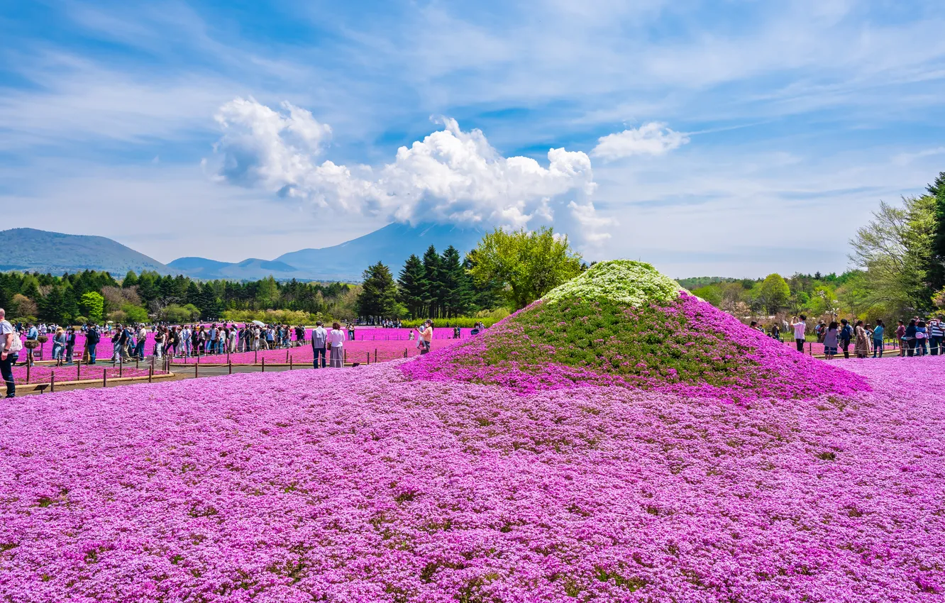 Photo wallpaper field, flowers, people, hill, Asia, tourists