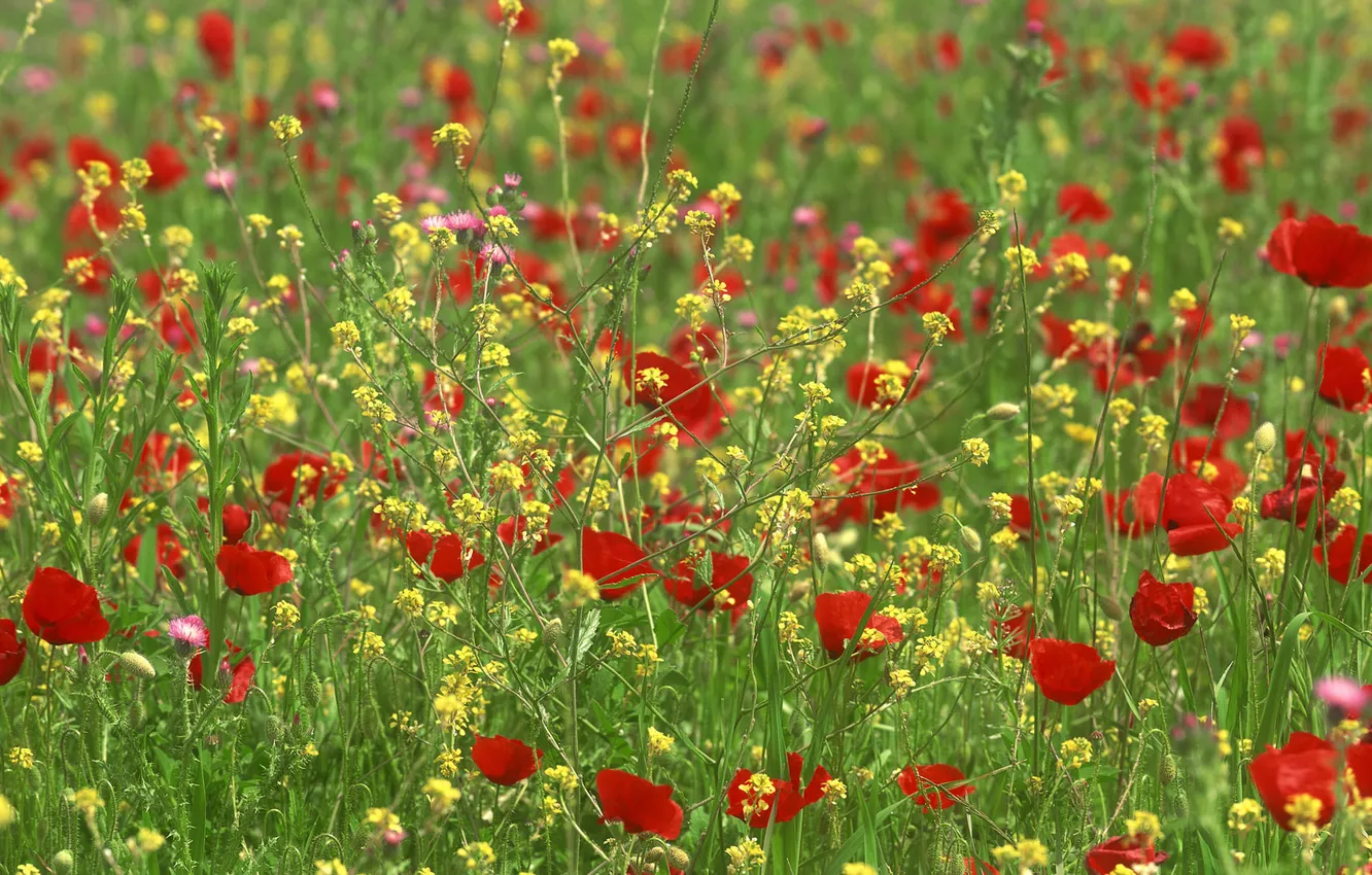 Photo wallpaper field, summer, flowers, Maki