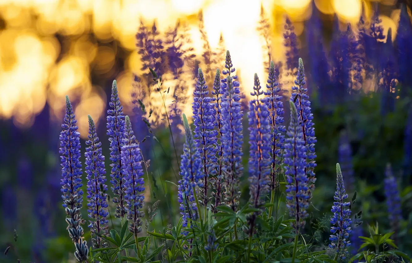 Photo wallpaper summer, flowers, nature