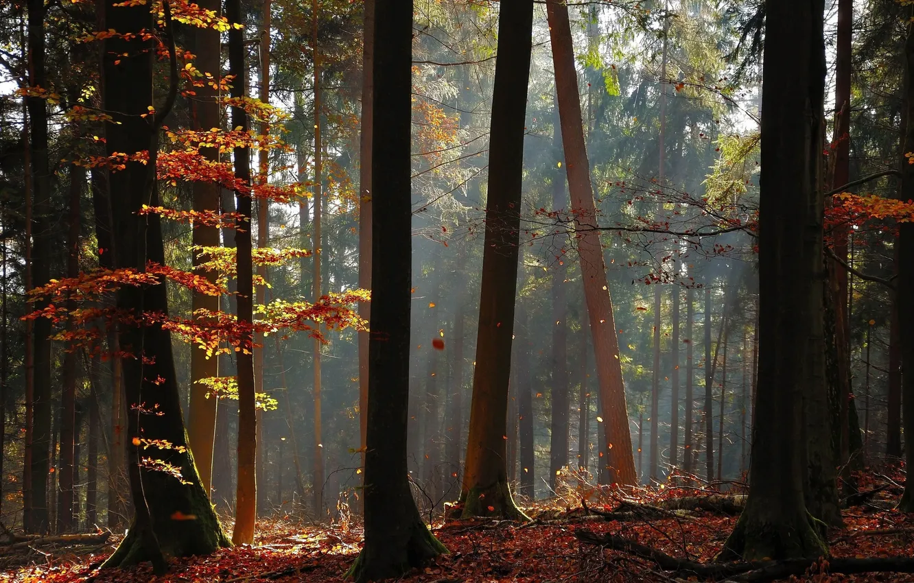Photo wallpaper autumn, forest, light, trees, trunks, foliage