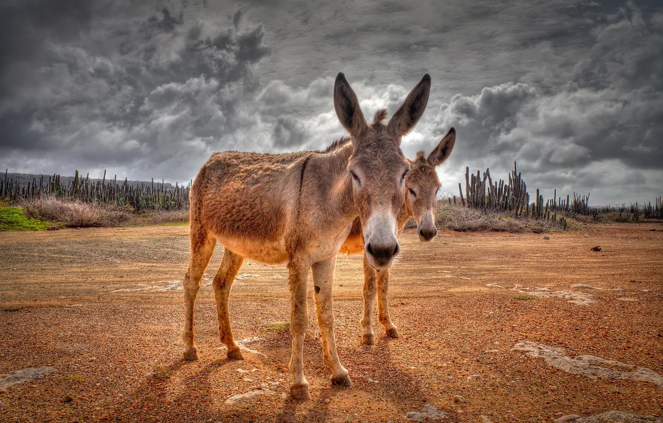 Photo wallpaper nature, background, donkeys