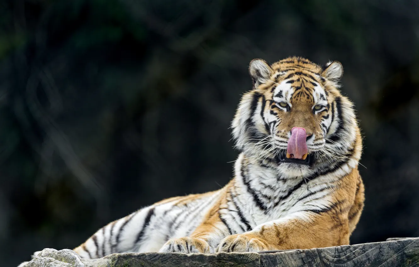 Photo wallpaper language, cat, tiger, Amur, ©Tambako The Jaguar