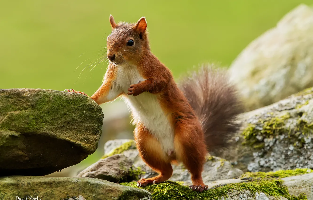 Photo wallpaper stones, background, protein, th...