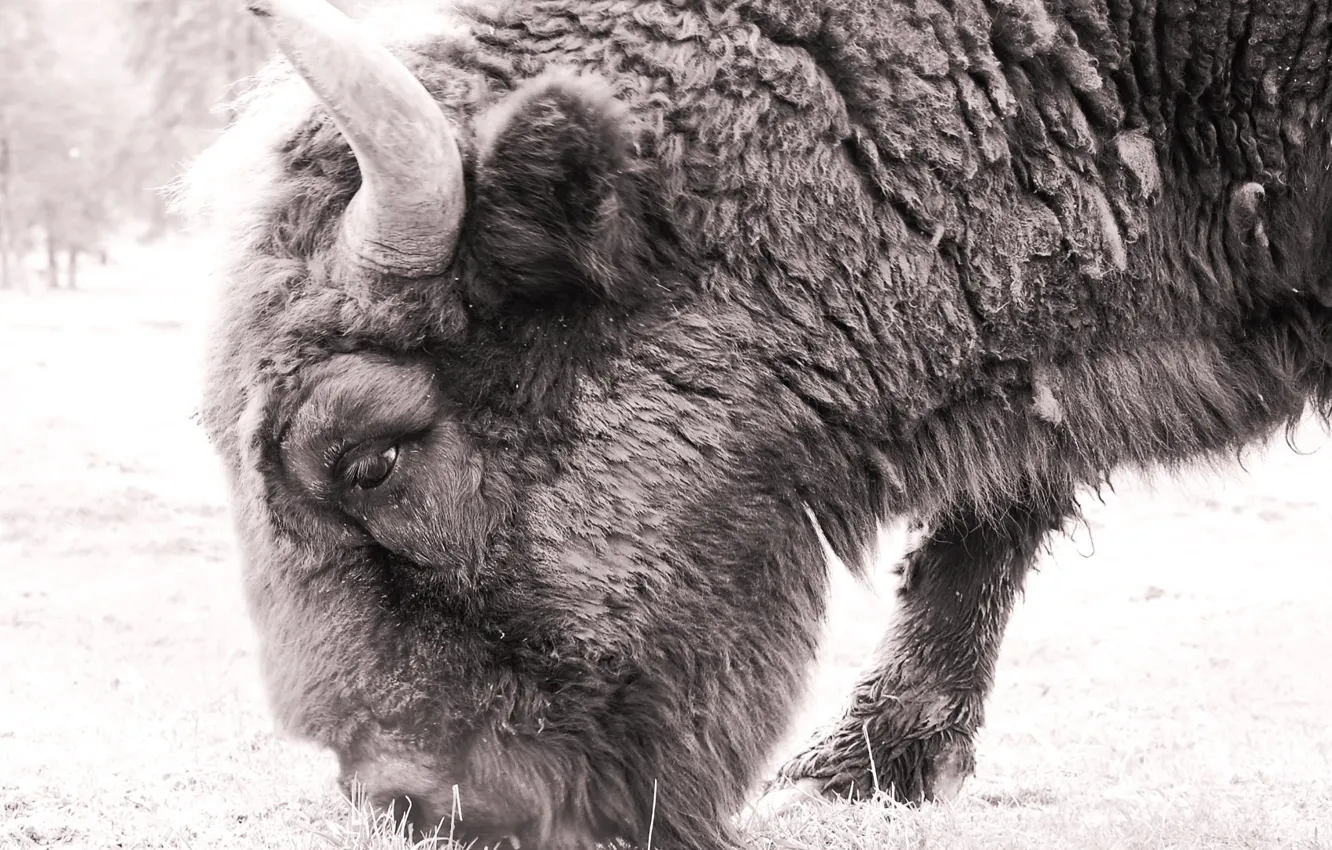 Photo wallpaper field, nature, animal, wild, outdoors, bison, black and white 1920x1080px (1080P) free download