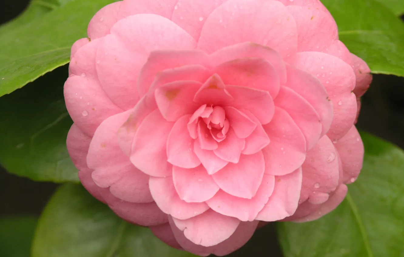 Photo wallpaper flower, hana, by ho4hoj, camelia, pink camelia
