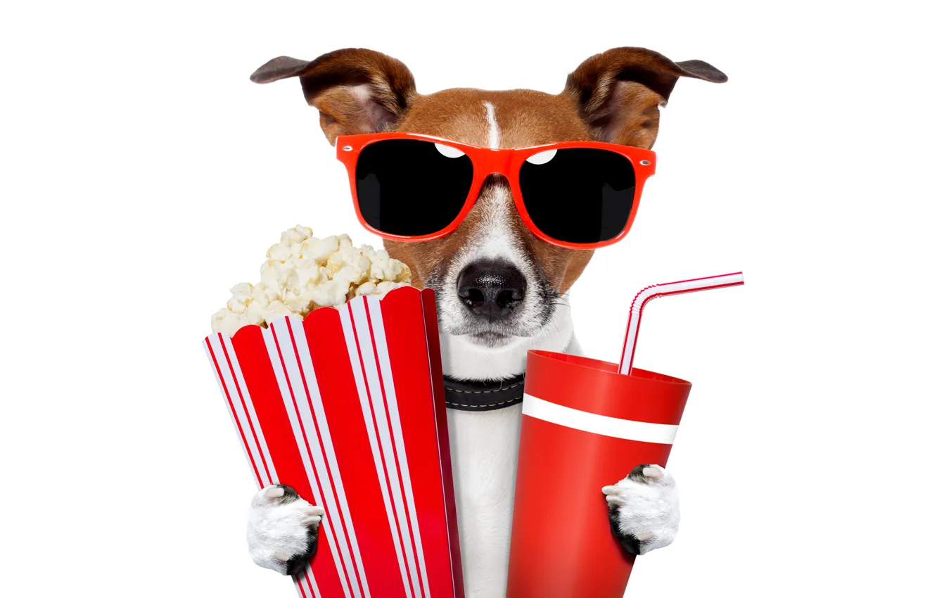 Photo wallpaper humor, glasses, white background, tube, drink, popcorn, cups, Jack Russell Terrier