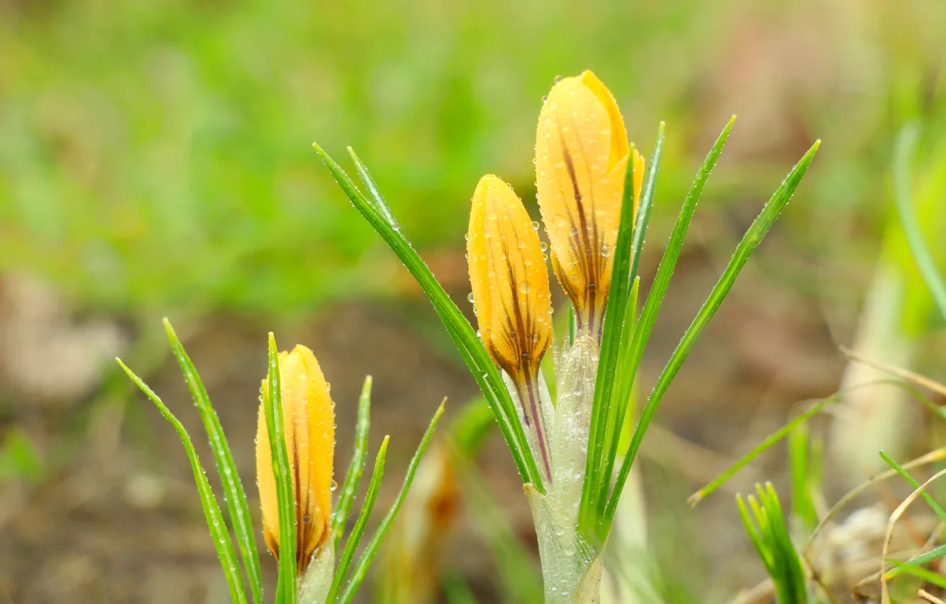Photo wallpaper flower, yellow, drops, Crocus