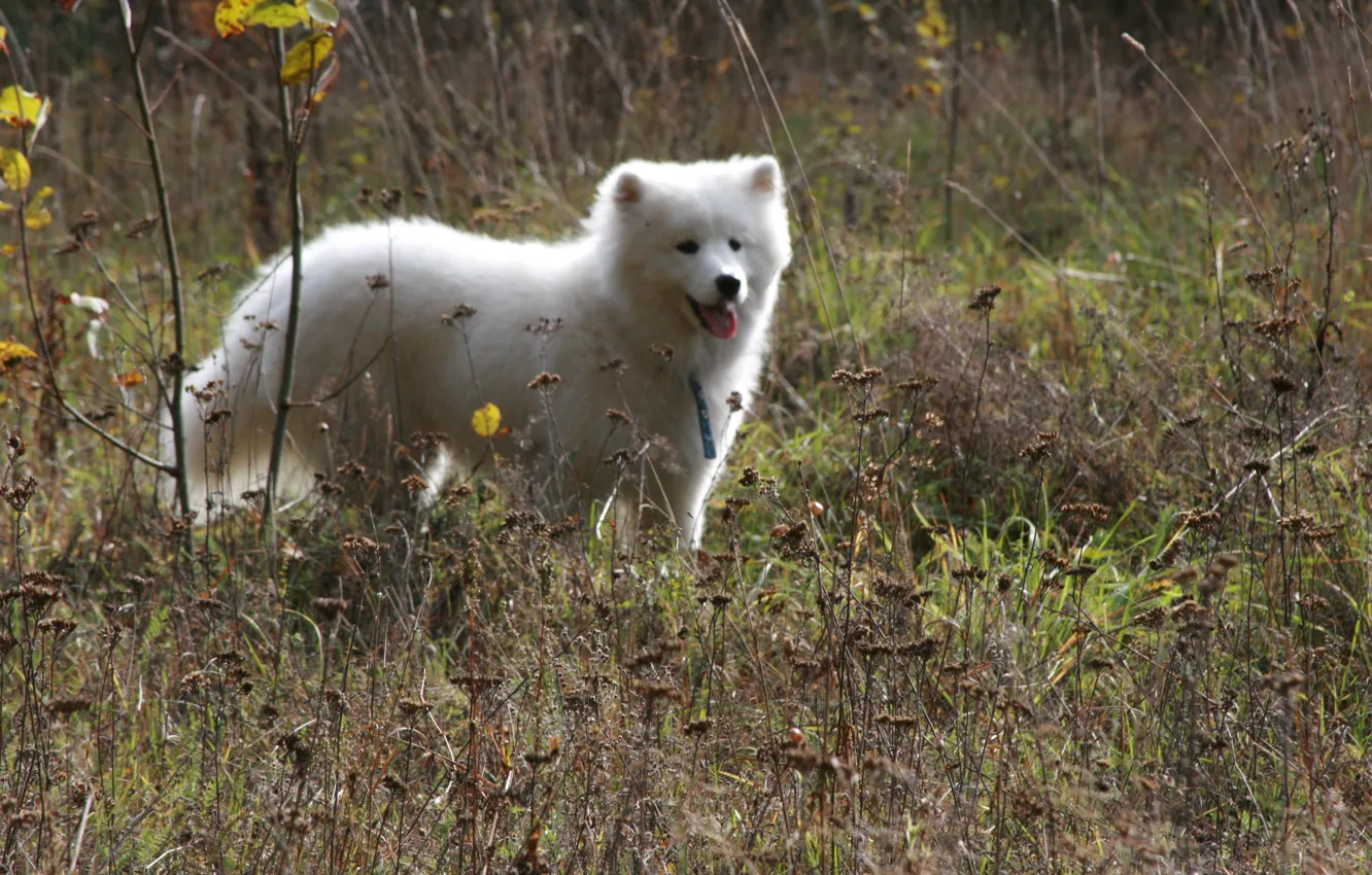 Photo wallpaper summer, nature, background, each, Wallpaper, dog, walk, Samoyed