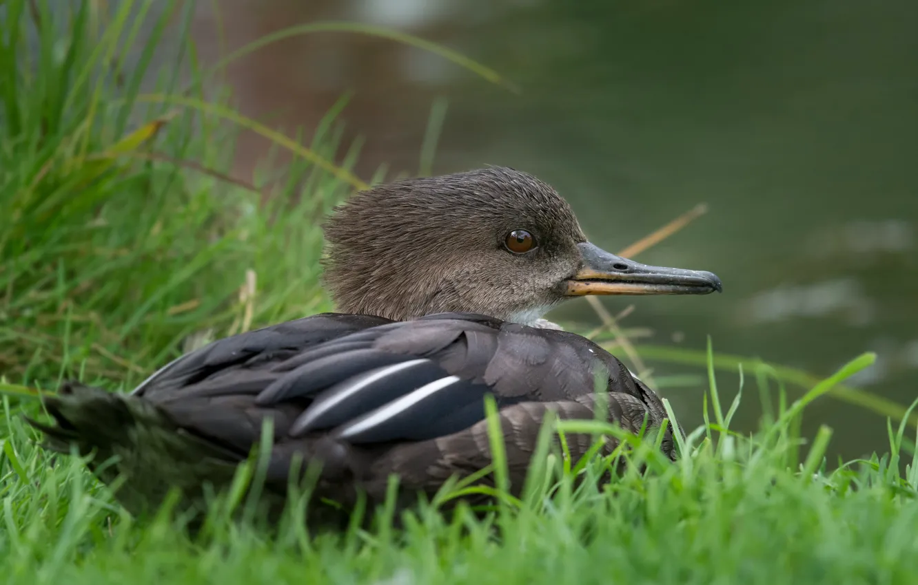 Photo wallpaper grass, bird, duck, beak, crested merganser