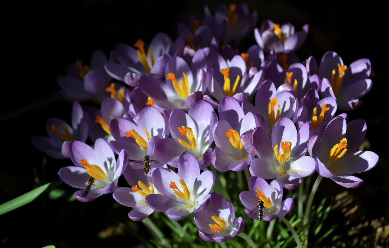 Photo wallpaper insects, spring, Crocuses, Saffron